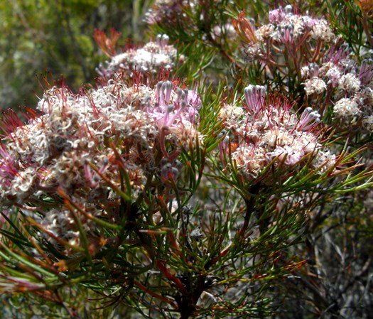 Serruria fasciflora covered and open styles